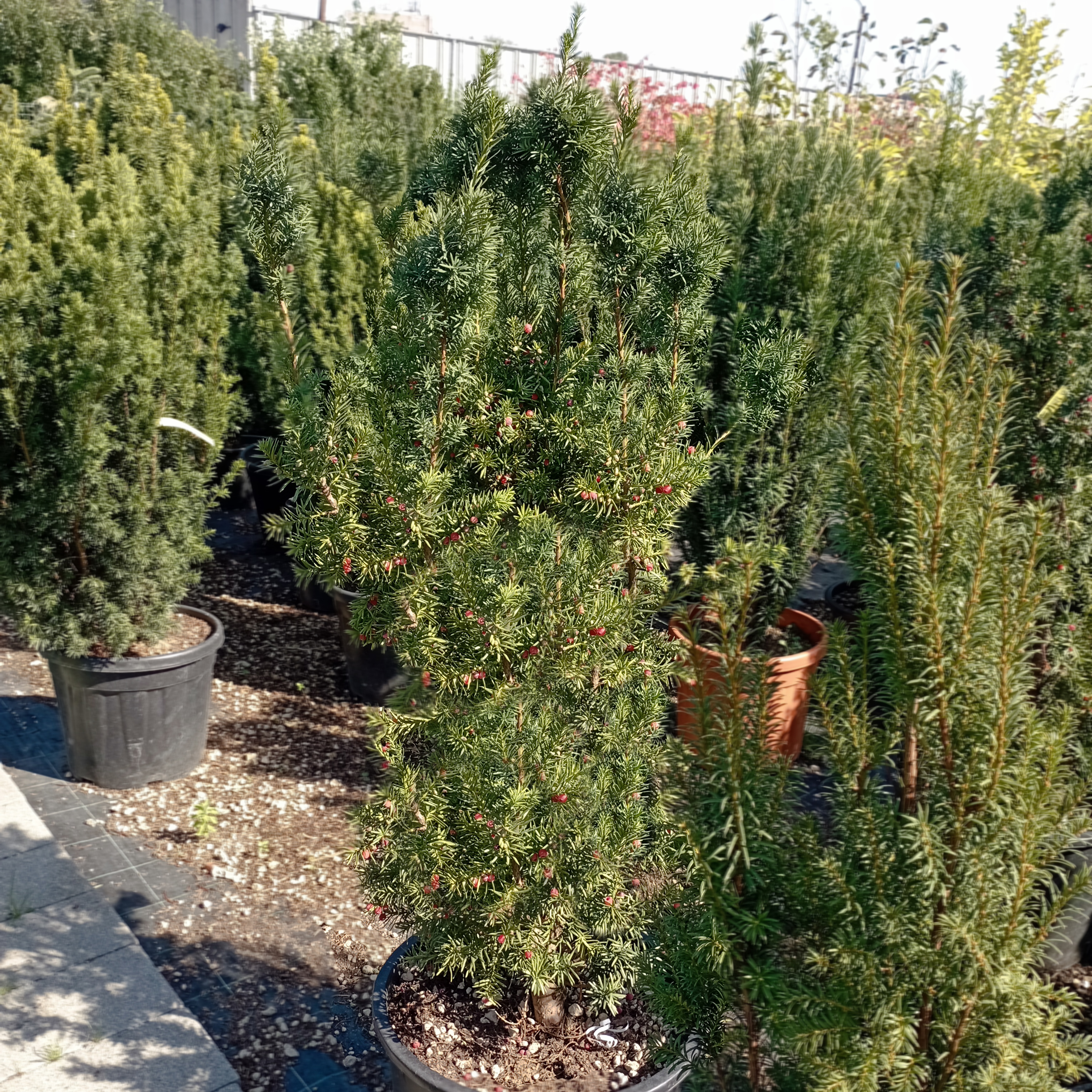 Oszlopos hibrid tiszafa Taxus x media 'Hicksii'